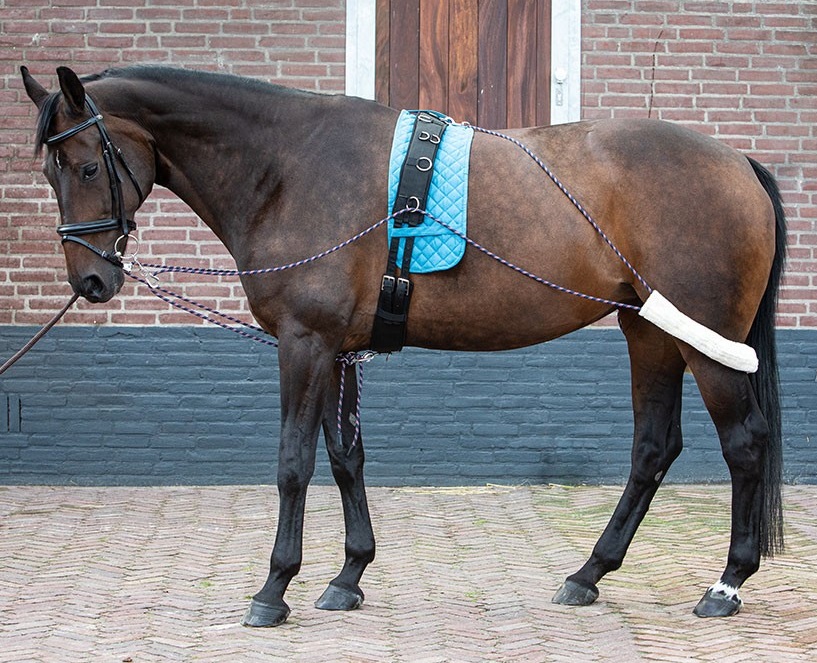  Pessoa Harrys Horse ./ .Full