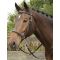 Уздечка безтрензельная (Уздечка Кука), Harrys Horse