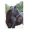 Недоуздок Covalliero TopLine