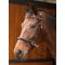 Уздечка безтрензельная Sidepull Harrys Horse