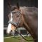 ������� ���� Harrys Horse