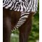 Попона сеточка с капором и фартуком Waldhausen Eczema Zebra