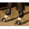 Ногавки Harrys Horse Next задние 2 шт