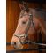 Уздечка Harrys Horse Anatomic