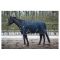 Попона утепленная прогулочная Harrys Horse Thor Ebony 600 Den 300гр