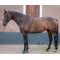 Тренинговая система для работы на корде, Harrys Horse